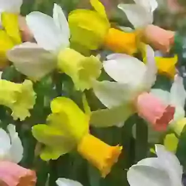 Three Variety Mix